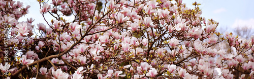 Pink magnolia flowers against the blue sky