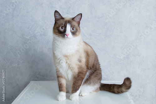 Purebred cat breed snowshoe sitting on bedside table in the room. Looking into the camera. photo