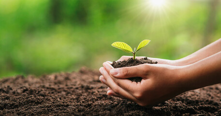 hand holding young plant with sunlight. concept eco earth day