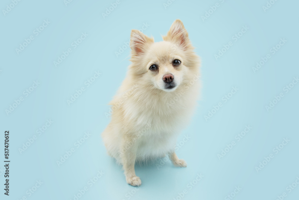 Portrait attentive pomranian dog sitting. Isolated on blue pastel background