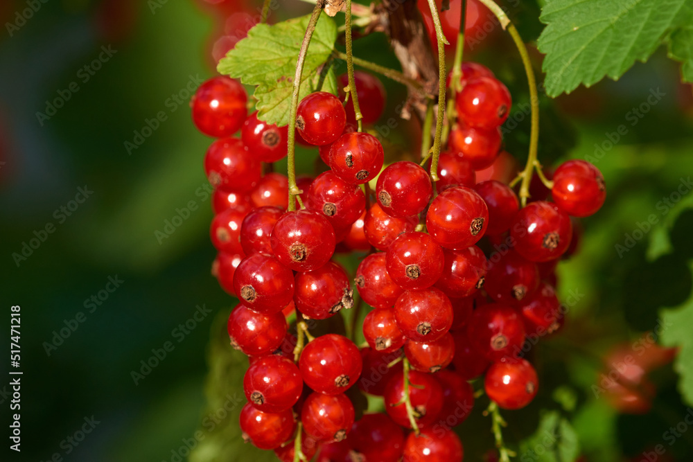 Rote Johannisbeeren am Strauch Rote Johannisbeeren am Strauch