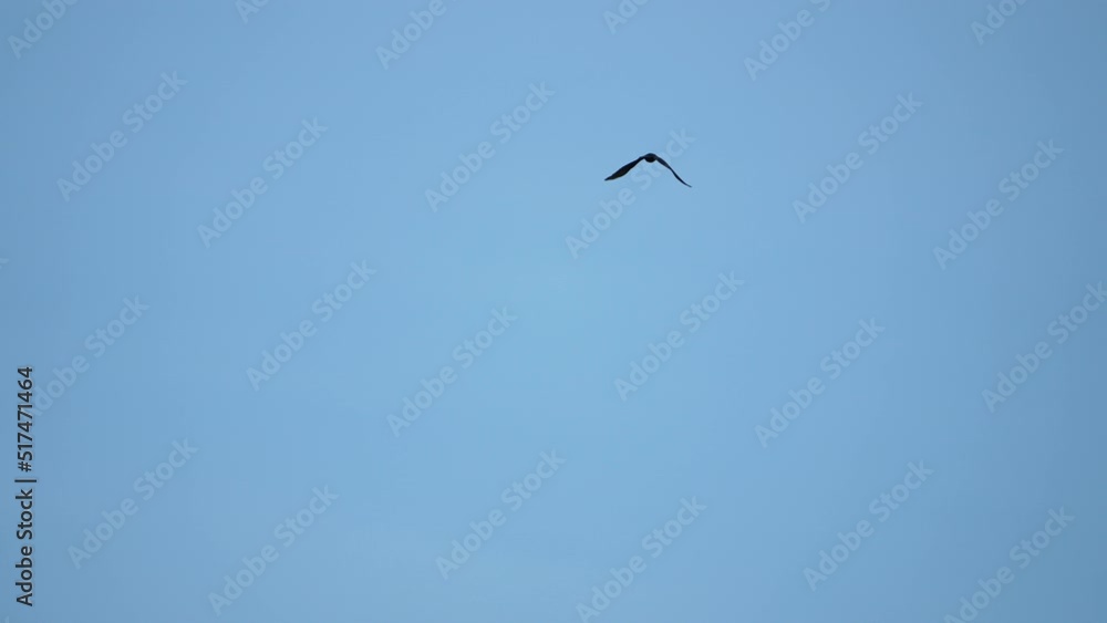 Black crow eagle is a bird of prey in the hawk family. In flight, the bird holds its broad wings horizontally. The white-tailed eagle is the fourth largest bird of prey in Europe. 4k Black crow eagle is a bird of prey in the hawk family. In flight, the bird holds its broad wings horizontally. The white-tailed eagle is the fourth largest bird of prey in Europe. 4k
