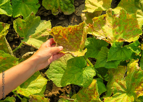 dry yellow spoiled leaves of cucumbers. cucumber disease, pest problem, cucumber cultivation concept photo