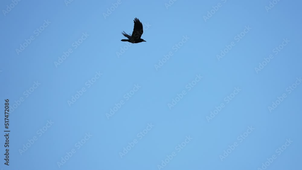Black crow eagle is a bird of prey in the hawk family. In flight, the bird holds its broad wings horizontally. The white-tailed eagle is the fourth largest bird of prey in Europe. 4k Black crow eagle is a bird of prey in the hawk family. In flight, the bird holds its broad wings horizontally. The white-tailed eagle is the fourth largest bird of prey in Europe. 4k