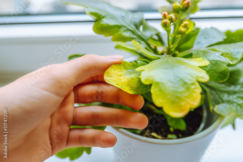 woman's hand shows yellow withered leaves of home plant in Kalanchoe flowerpot photo