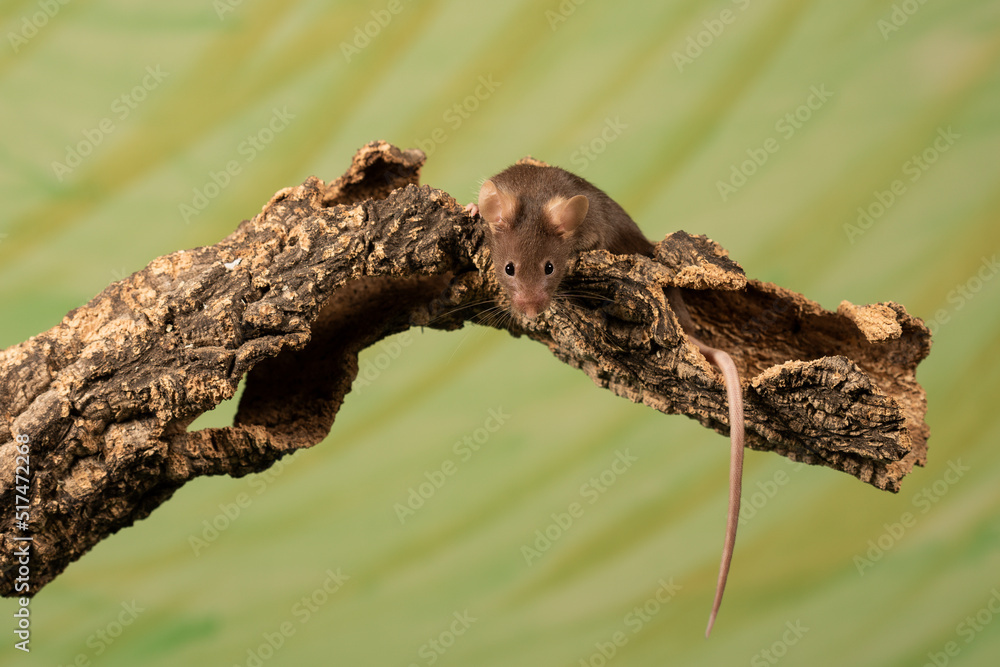 raton comun sobre un tronco con fondo verde raton comun sobre un tronco con fondo verde