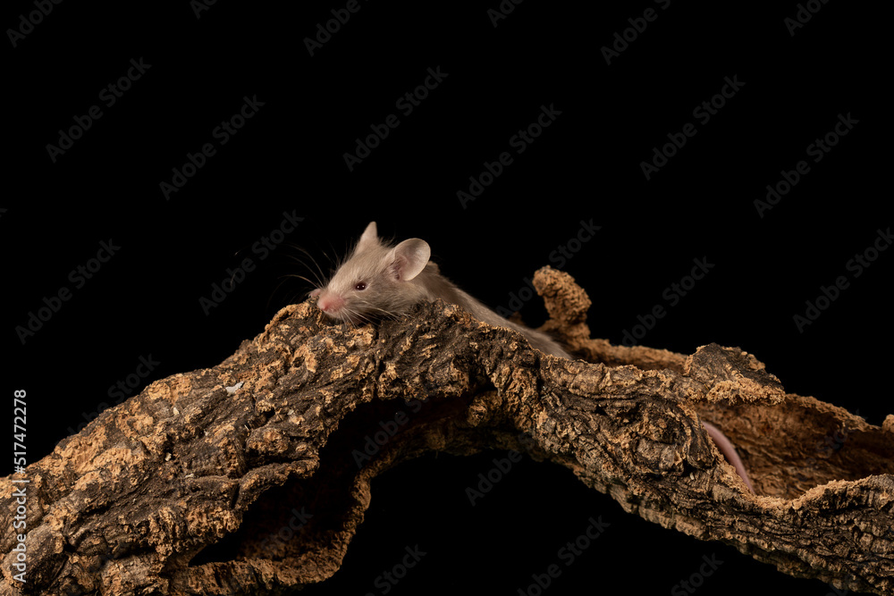 raton comun sobre un tronco con fondo negro raton comun sobre un tronco con fondo negro