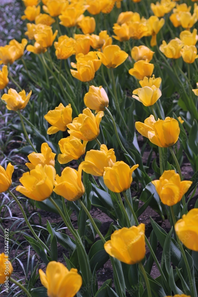 field of yellow tulips