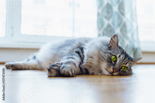Domestic gray fluffy purebred Maine Coon cat with green eyes lies on wooden parquet floor, tired from playing, lazy, sick, resting from hot weather