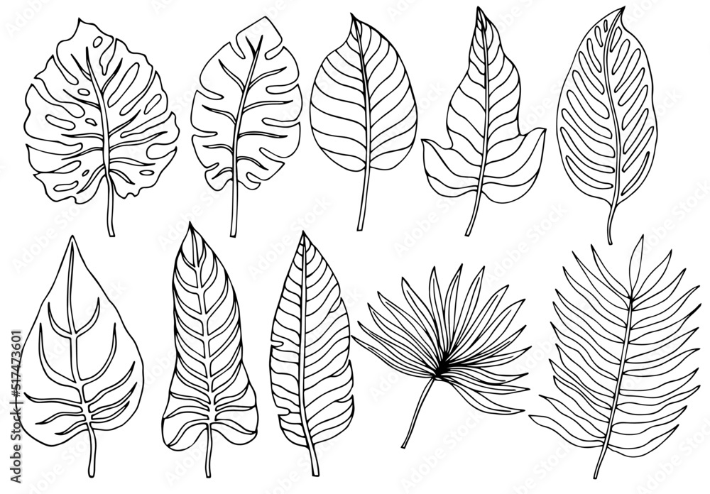 Fototapeta premium Tropical palm leave in sketch style, isolated vector illustration. Leave of palm tree in linear doodle style. Botanical minimalist print of exotic leave, sketch design.