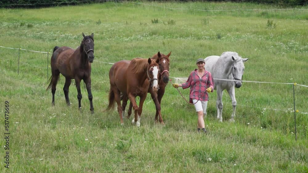 Young woman in shorts and shirt taking horses back to stables from green meadow Young woman in shorts and shirt taking horses back to stables from green meadow