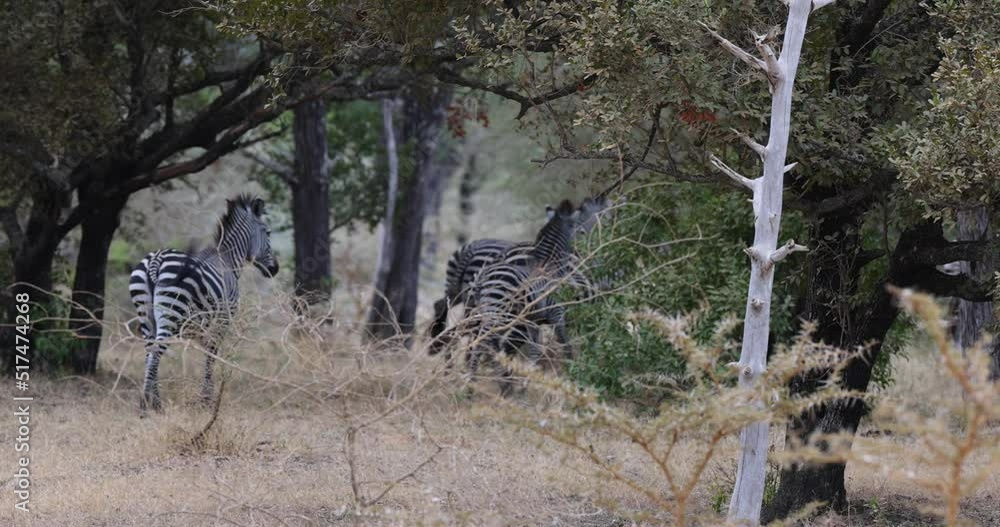 Herd of wild zebra in natural African habitat Herd of wild zebra in natural African habitat