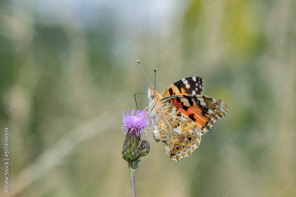 Painted lady butterfly (Vanessa cardui) on a thistle blossom. Painted lady butterfly (Vanessa cardui) on a thistle blossom.