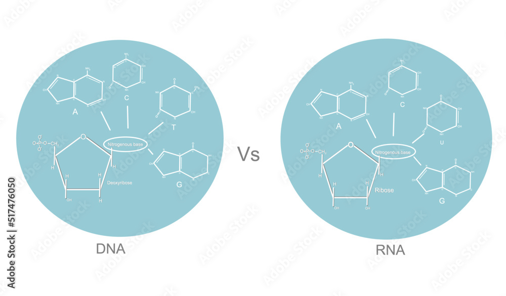 The chemical structure of molecular biology DNA and RNA that including phosphoryl group