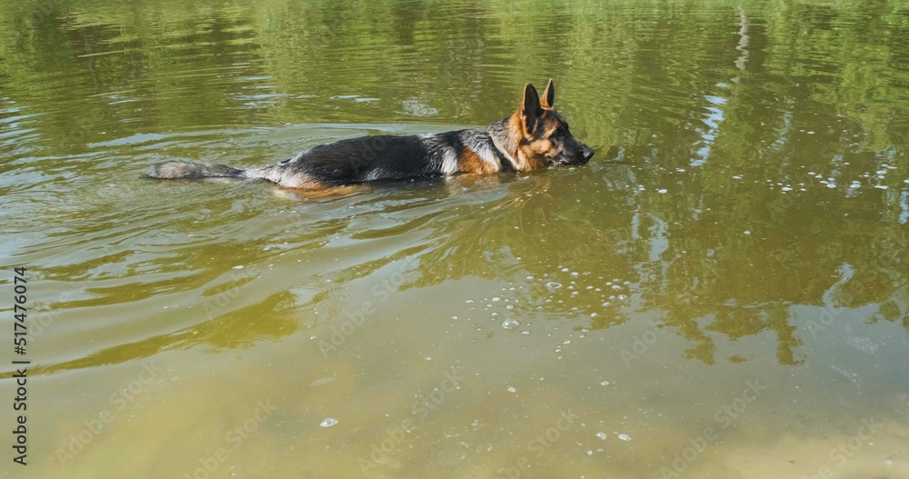 Purebred black-backed german shepherd walks in the water on the lake. Green calm water, beautiful big dog, side view Purebred black-backed german shepherd walks in the water on the lake. Green calm water, beautiful big dog, side view