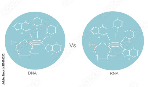 The chemical structure of molecular biology : DNA and RNA that including phosphoryl group, nitrogenous base (A T C G U), pentose sugar (Deoxyribose and ribose)