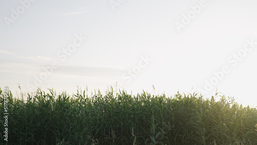 Fotografija reed swaying on the wind in sunset light
