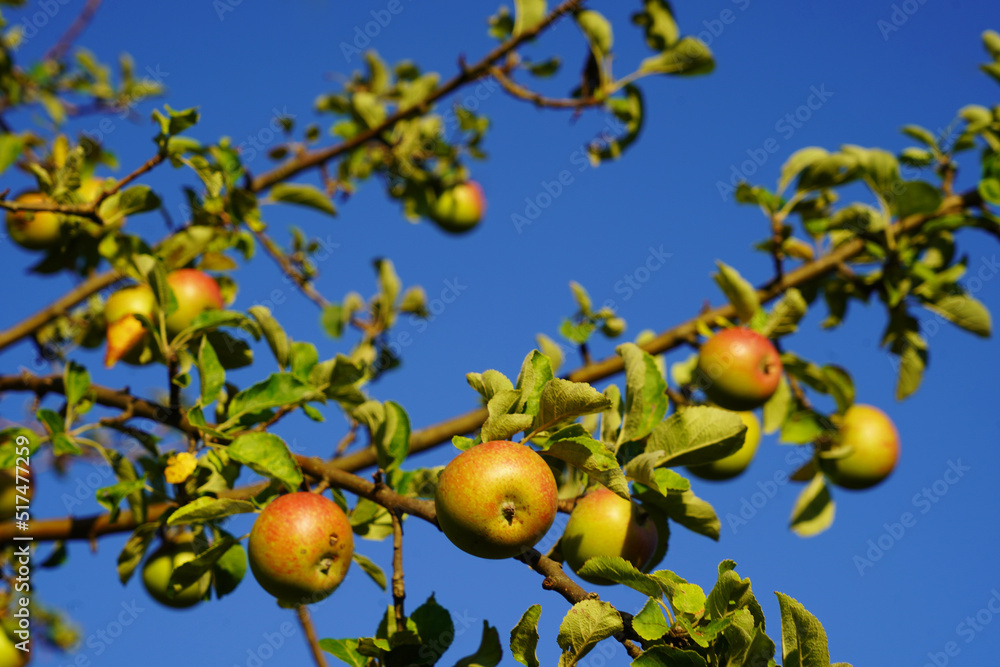 Old age apple tree with tempting fresh apples in full sunlight and blue sky