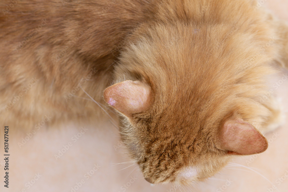 Ginger cat ears with wound with fungal lesions ,take care of the