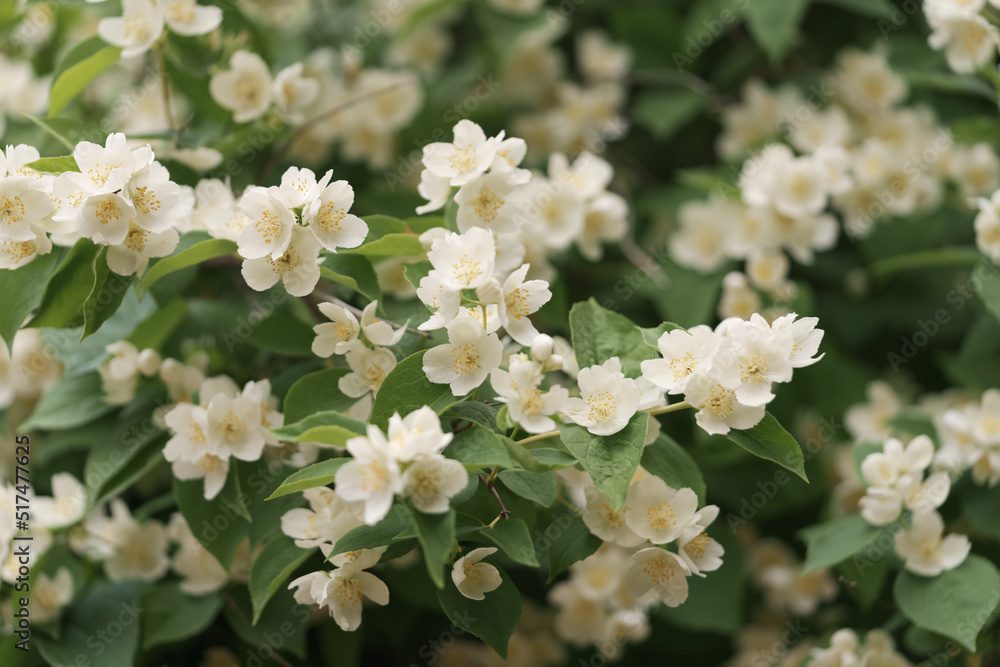 Jasmine flowers blossom closeup photo Jasmine flowers blossom closeup photo