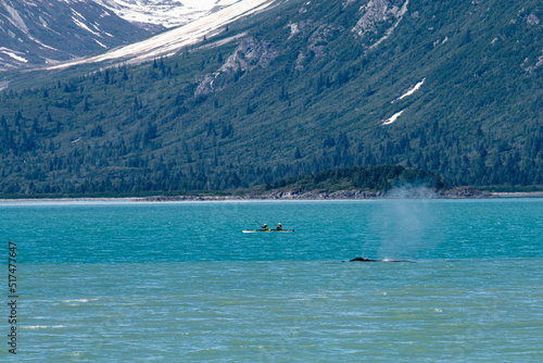 Whale watching und Paddeln im Seekajak -  Seekajak unterwegs  -  In der Glacier Bay in Alaska kann man in einer großartigen Landschaft mit dem Seekajak in der Nähe von Walfischen paddeln
