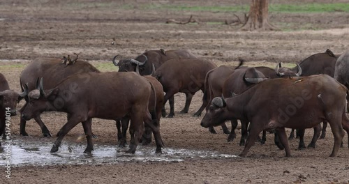 Herd of African Buffalo or Cape Buffalo in protected natural habitat in an East Africa national park photo