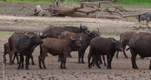 Herd of African Buffalo or Cape Buffalo in protected natural habitat in an East Africa national park photo