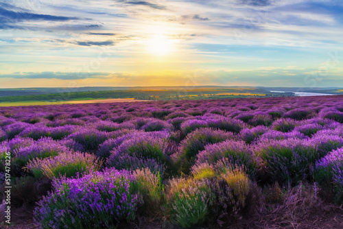 a lavender field blooms on a hill  a river and a forest in the distance  the sunset shines yellow in the sky  a beautiful summer landscape
