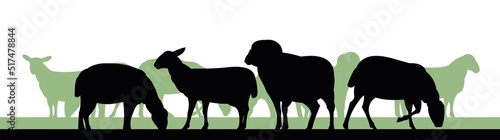 Sheep graze in pasture. Picture silhouette. Farm pets. Domestic animals wool. Isolated on white background. Vector