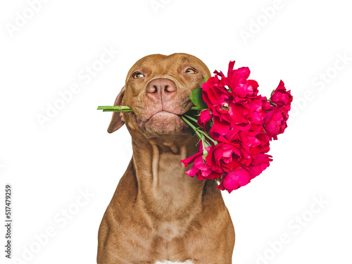 Lovable, pretty brown puppy and bright flowers. Closeup, indoors. Studio shot. Congratulations for family, relatives, loved ones, friends and colleagues. Pets care concept