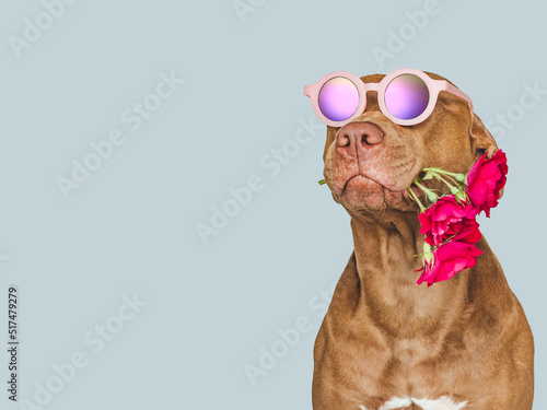 Lovable, pretty brown puppy and bright flowers. Closeup, indoors. Studio shot. Congratulations for family, relatives, loved ones, friends and colleagues. Pets care concept © Svetlana