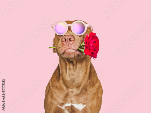 Lovable, pretty brown puppy and bright flowers. Closeup, indoors. Studio shot. Congratulations for family, relatives, loved ones, friends and colleagues. Pets care concept