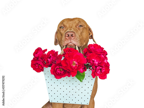 Lovable  pretty brown puppy and bright flowers. Closeup  indoors. Studio shot. Congratulations for family  relatives  loved ones  friends and colleagues. Pet care concept