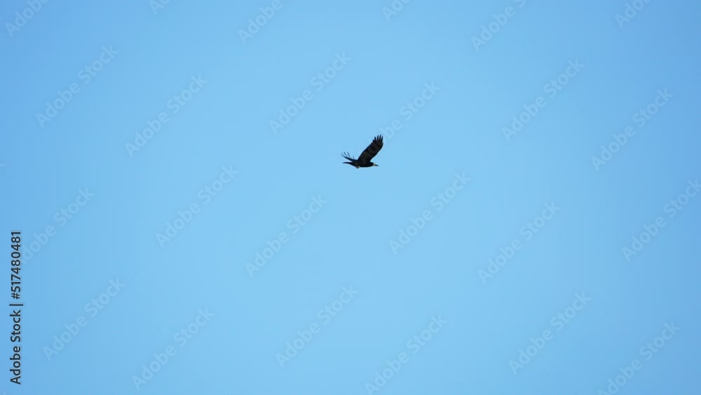 Black crow eagle is a bird of prey in the hawk family. In flight, the bird holds its broad wings horizontally. The white-tailed eagle is the fourth largest bird of prey in Europe. 4k Black crow eagle is a bird of prey in the hawk family. In flight, the bird holds its broad wings horizontally. The white-tailed eagle is the fourth largest bird of prey in Europe. 4k