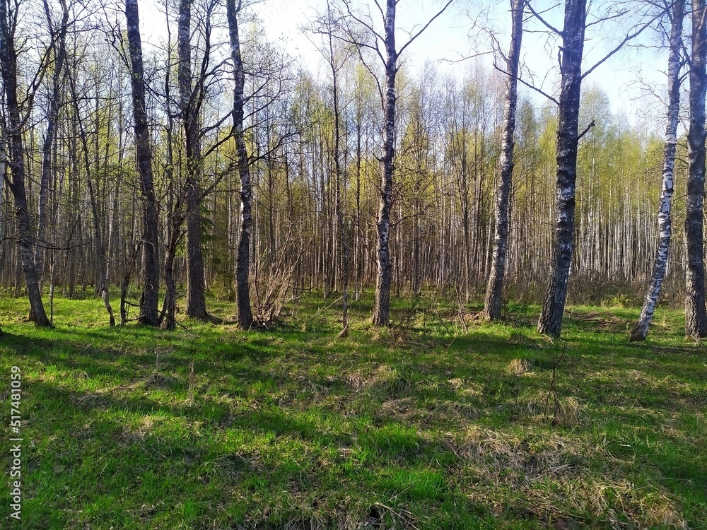 Obraz premium Sunlight and mixed green forest, summer nature