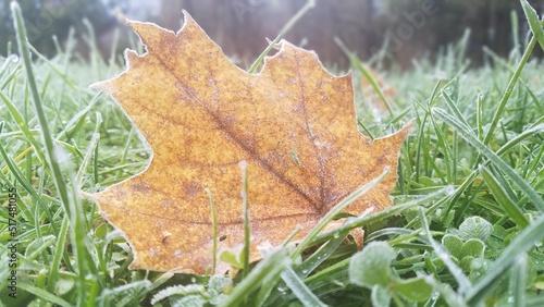 autumn leaves on grass