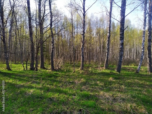 Sunlight and mixed green forest  summer nature