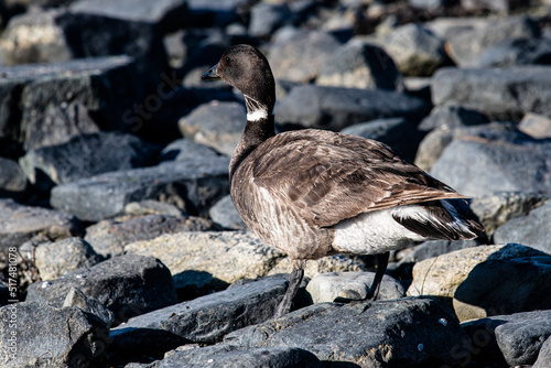 Aleuten Zwerg Kanada Gans mit typischen weißem Ring am Hals - Alaska