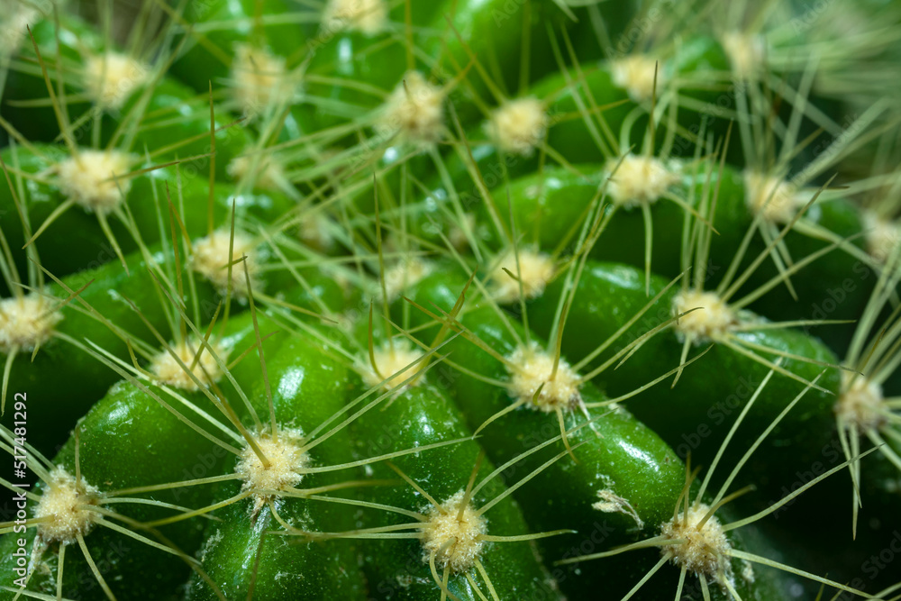 Closed up Echinocactus grusonii Cactus, focus in front of cactus Closed up Echinocactus grusonii Cactus, focus in front of cactus