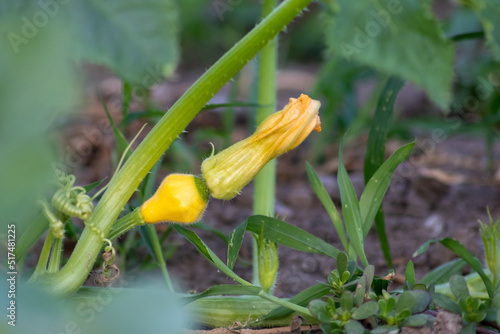 Growing pumpkins on organic farmland with ripening squash vegetables cultivation for halloween and thanksgiving with blossom home-grown cultivation of healthy nutrition as seasonal gardening snack