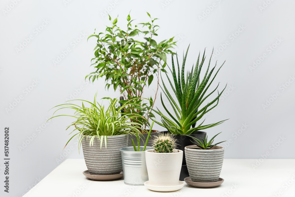 Several indoor plants standing on white table.