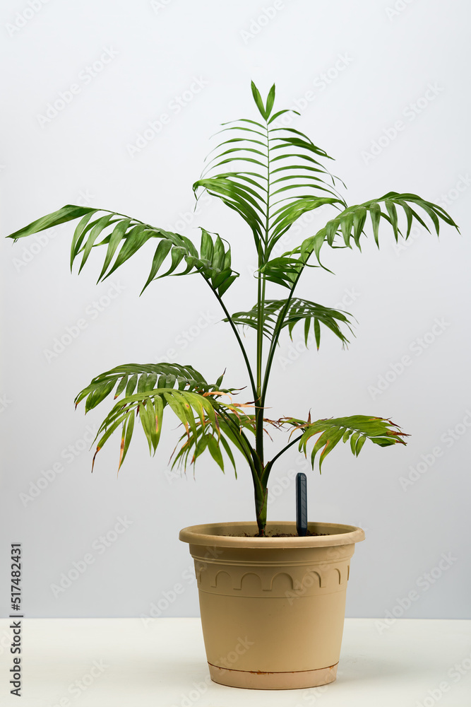 Green house plant hamedorea in a pot.