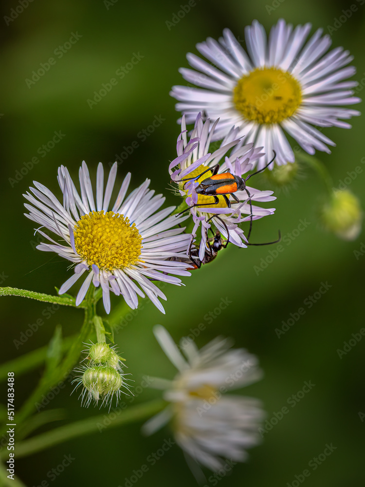 daisy and bee