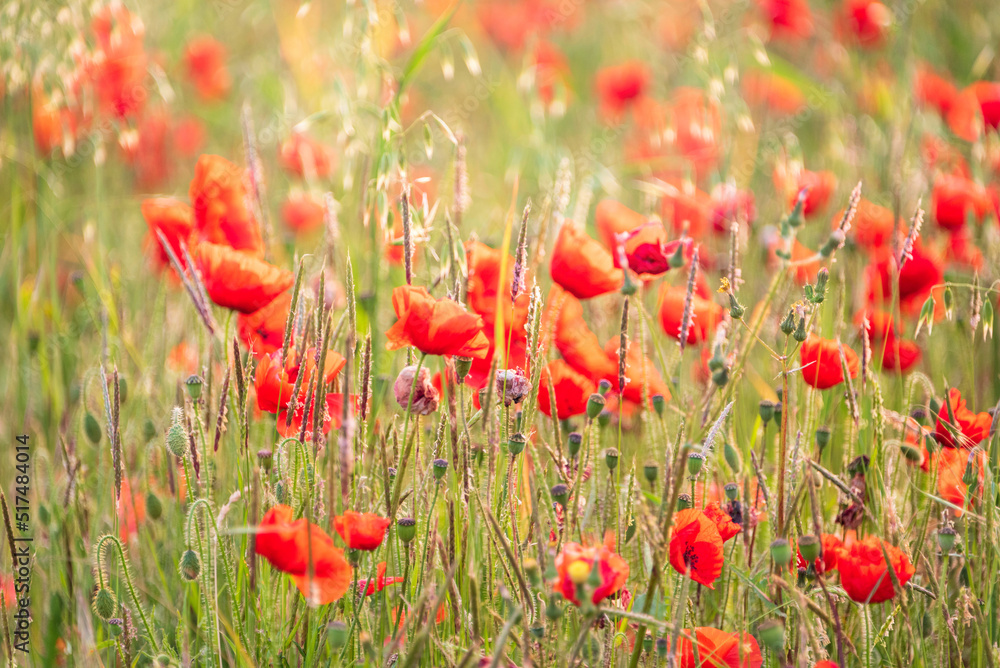 Fototapeta premium Beautiful glowing Summer sunrise glow of wild poppy Papaver Rhoeas field in English countryside with selective focus technique used