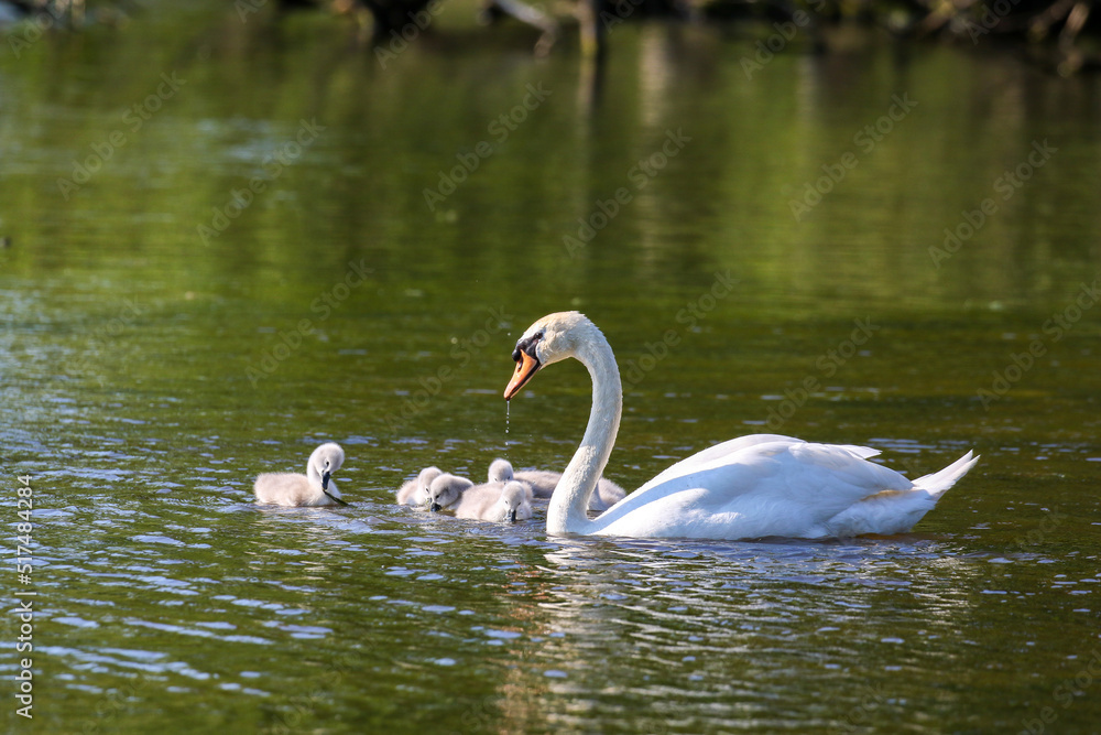Mute swan with cygnets, London, UK Mute swan with cygnets, London, UK