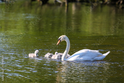 Mute swan with cygnets  London  UK