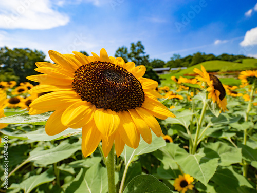 Beautiful yellow sunflower isolated under the blue sky in hot summer  Flower or flora background