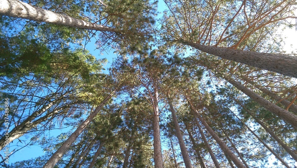 Fototapeta premium trees and sky