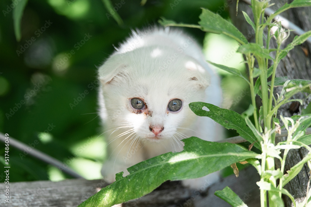 White cat in the grass