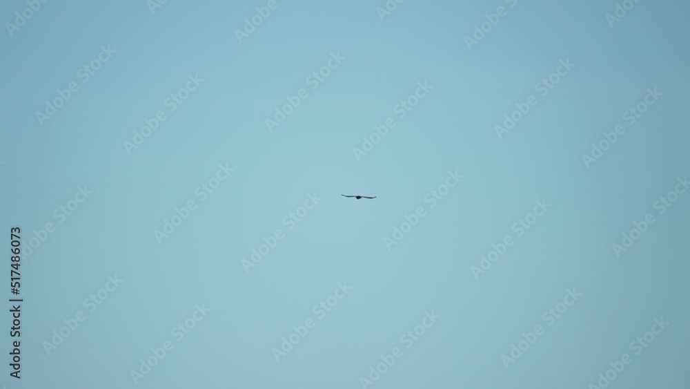 Black crow eagle is a bird of prey in the hawk family. In flight, the bird holds its broad wings horizontally. The white-tailed eagle is the fourth largest bird of prey in Europe. 4k Black crow eagle is a bird of prey in the hawk family. In flight, the bird holds its broad wings horizontally. The white-tailed eagle is the fourth largest bird of prey in Europe. 4k